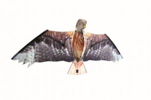 Opakowanie Brookite Latawiec Kania ruda