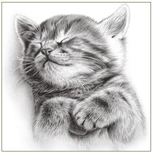 Okładka książki Karnet kot szkic 16x16 + koperta