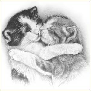 Okładka książki Karnet koty szkic 16x16 + koperta