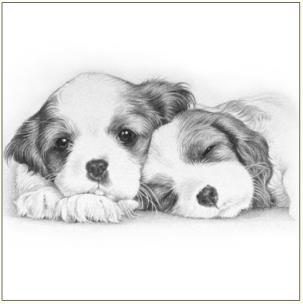 Okładka książki Karnet psy szkic 16x16 + koperta