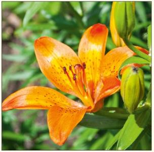 Opakowanie Karnet kwiat - lilia DaVinci 16x16 cm + koperta (B2W 202 007)