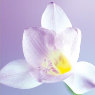 Opakowanie Karnet kwiat - orchidea DaVinci 16x16 cm + koperta (B2W 202 002)