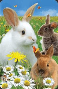 Opakowanie Minikartka 3D - Królik