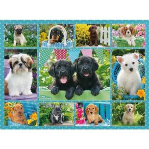 Opakowanie Puzzle 500 Ładne pieski
