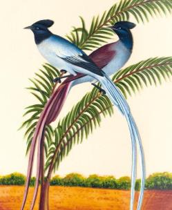 Opakowanie Karnet 17x14cm z kopertą Jungle babbler