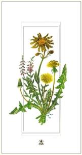 Opakowanie Karnet kwiaty mlecze 12x23 + koperta