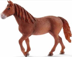 Opakowanie Klacz rasy Morgan