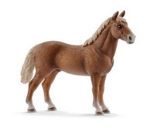 Opakowanie Ogier rasy Morgan