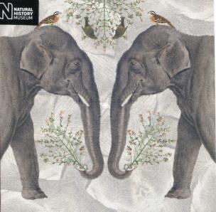 Opakowanie Karnet kwadrat z kopertą Indian Elephant