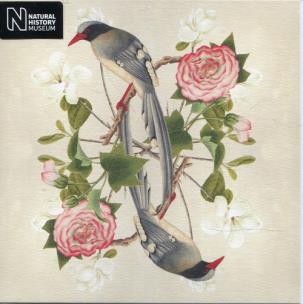 Opakowanie Karnet kwadrat z kopertą Red-billed Blue Magpie