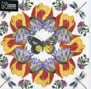 Opakowanie Karnet kwadrat z kopertą White Jezebel