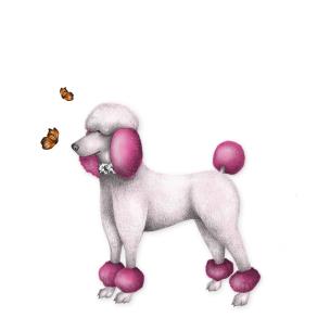 Opakowanie Karnet Swarovski kwadrat CL0307_BL Pudel