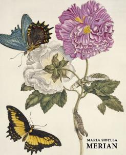 Maria Sibylla Merian. Autor: Kiecol Daniel. Multiszop.pl Okładka książki Maria Sibylla Merian