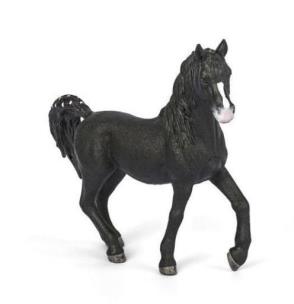 Opakowanie Ogier rasy Arabskiej