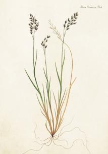 Opakowanie Karnet ST210 B6 + koperta Flora Danica 2 sztuki