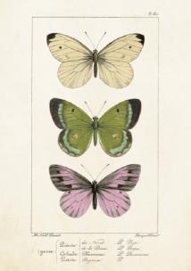 Opakowanie Karnet ST247 B6 + koperta Motyle 2 sztuki