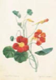 Opakowanie Karnet ST273 B6 + koperta Kwiat Capucine 2 sztuki