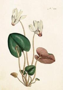 Opakowanie Karnet ST268 B6 + koperta Kwiat wiśni