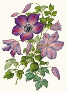 Opakowanie Karnet B6 z kopertą Clematis Viticella Venosa