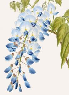 Opakowanie Karnet B6 z kopertą Wisteria