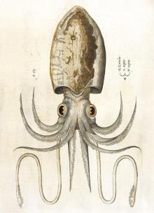 Opakowanie Karnet B6 z kopertą Squid