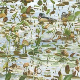 Opakowanie Karnet kwadrat z kopertą Synchronicity Wood Ducks