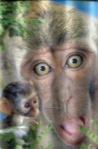 Opakowanie Minikartka 3D Makak