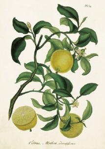 Opakowanie Karnet ST209 B6 + koperta Drzewko cytrynowe