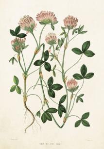 Opakowanie Karnet ST212 B6 + koperta Koniczyna