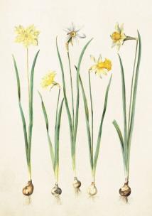 Opakowanie Karnet ST218 B6 + koperta Żonkile