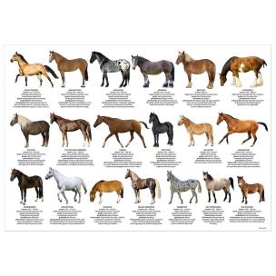 Opakowanie Podkład oklejany edukacyjny konie DERFORM