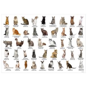Opakowanie Podkład oklejany edukacyjny koty DERFORM