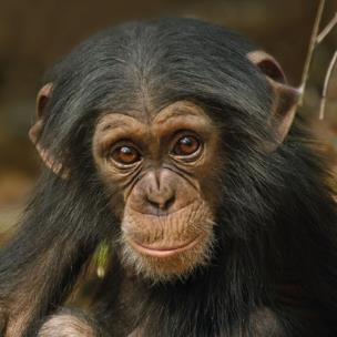 Opakowanie Karnet kwadrat z kopertą Baby Chimp