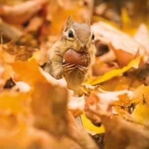 Okładka książki Karnet kwadrat z kopertą Chipmunk with an acorn