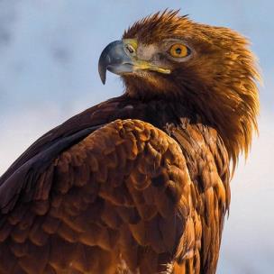 Opakowanie Karnet kwadrat z kopertą Golden Eagle