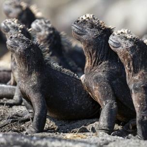 Okładka książki Karnet kwadrat z kopertą Marine Iguanas