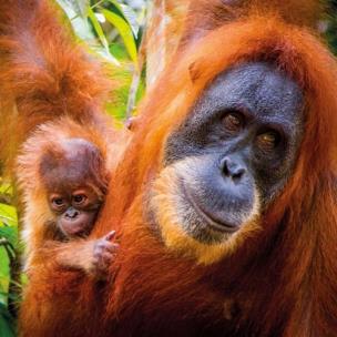 Okładka książki Karnet kwadrat z kopertą Sumatran Orangutan and Baby