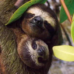 Okładka książki Karnet kwadrat z kopertą Three-toed Pygmy Sloth