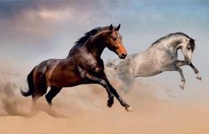 Opakowanie Mata na biurko z nadrukiem Konie