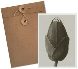 Opakowanie Karnet BF5-102 Kosmos podwójnie pierzasty