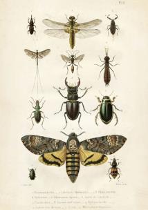 Opakowanie Karnet ST193 B6 + koperta Owady