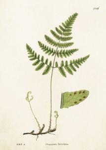 Opakowanie Karnet ST199 B6 + koperta Zachyłka