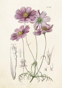 Opakowanie Karnet ST214 B6 + koperta Aster