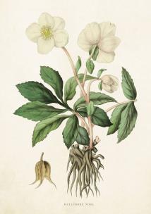 Opakowanie Karnet ST229 B6 + koperta Ciemiernik