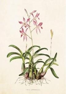 Opakowanie Karnet ST264 B6 + koperta Lilie różowe