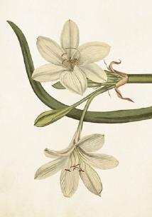 Opakowanie Karnet ST278 B6 + koperta Biały amarylis