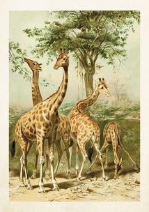 Opakowanie Karnet ST300 B6 + koperta Żyrafy