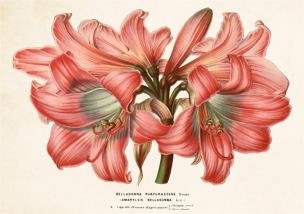 Opakowanie Karnet ST336 B6 + koperta Amarylis piękny