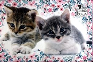 Opakowanie Zestaw artystyczny 71 elementów Cleo i Frank 22