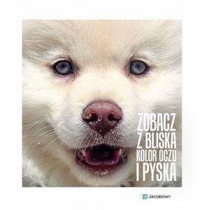ZOBACZ Z BLISKA KOLOR OCZU I PYSKA. Autor: Jacobson Kasia. Multiszop.pl Okładka książki ZOBACZ Z BLISKA KOLOR OCZU I PYSKA